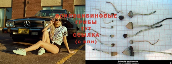 apvp Новозыбков